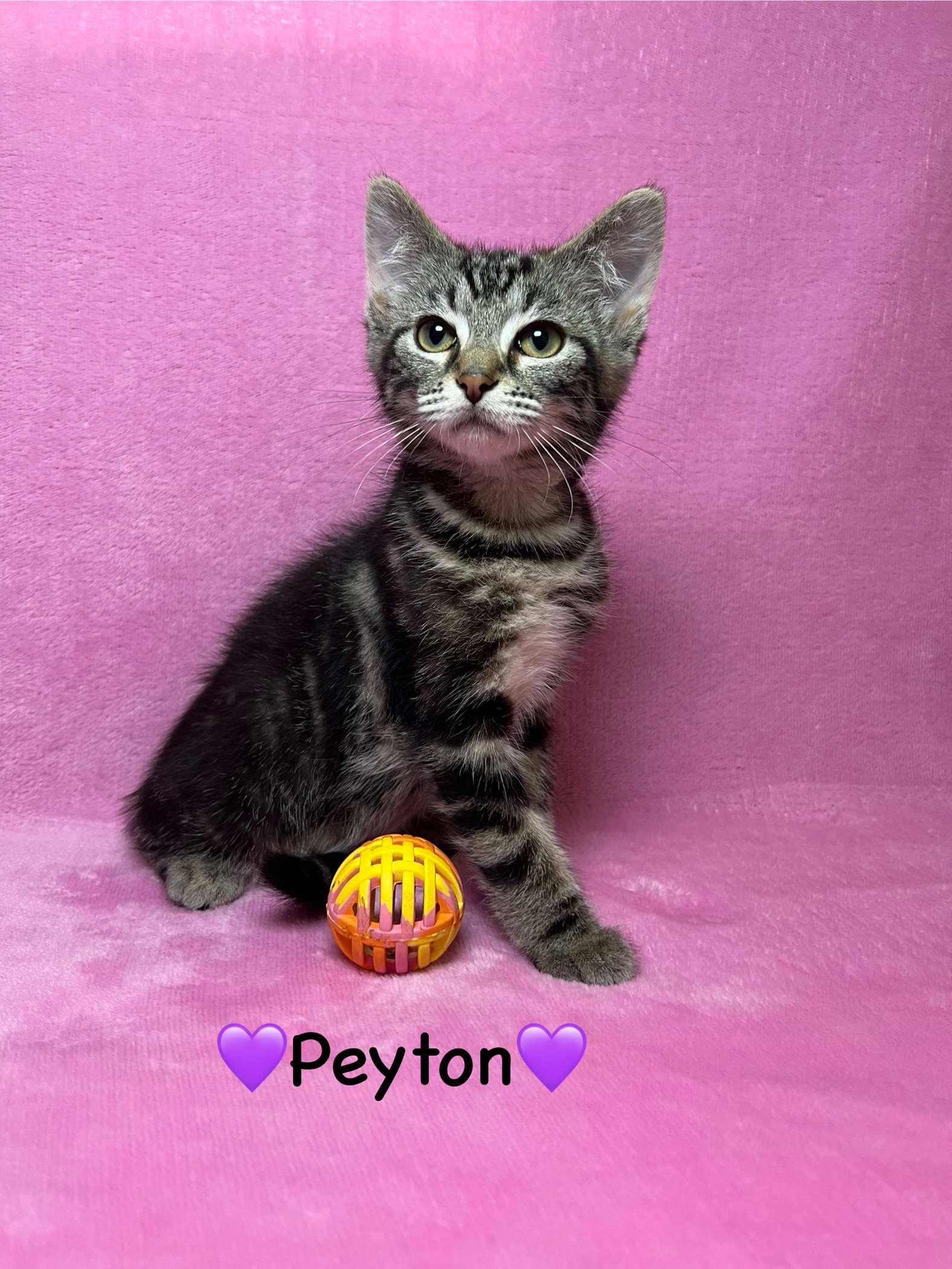 Peyton, an adopted Tabby in Copley, OH_image-1