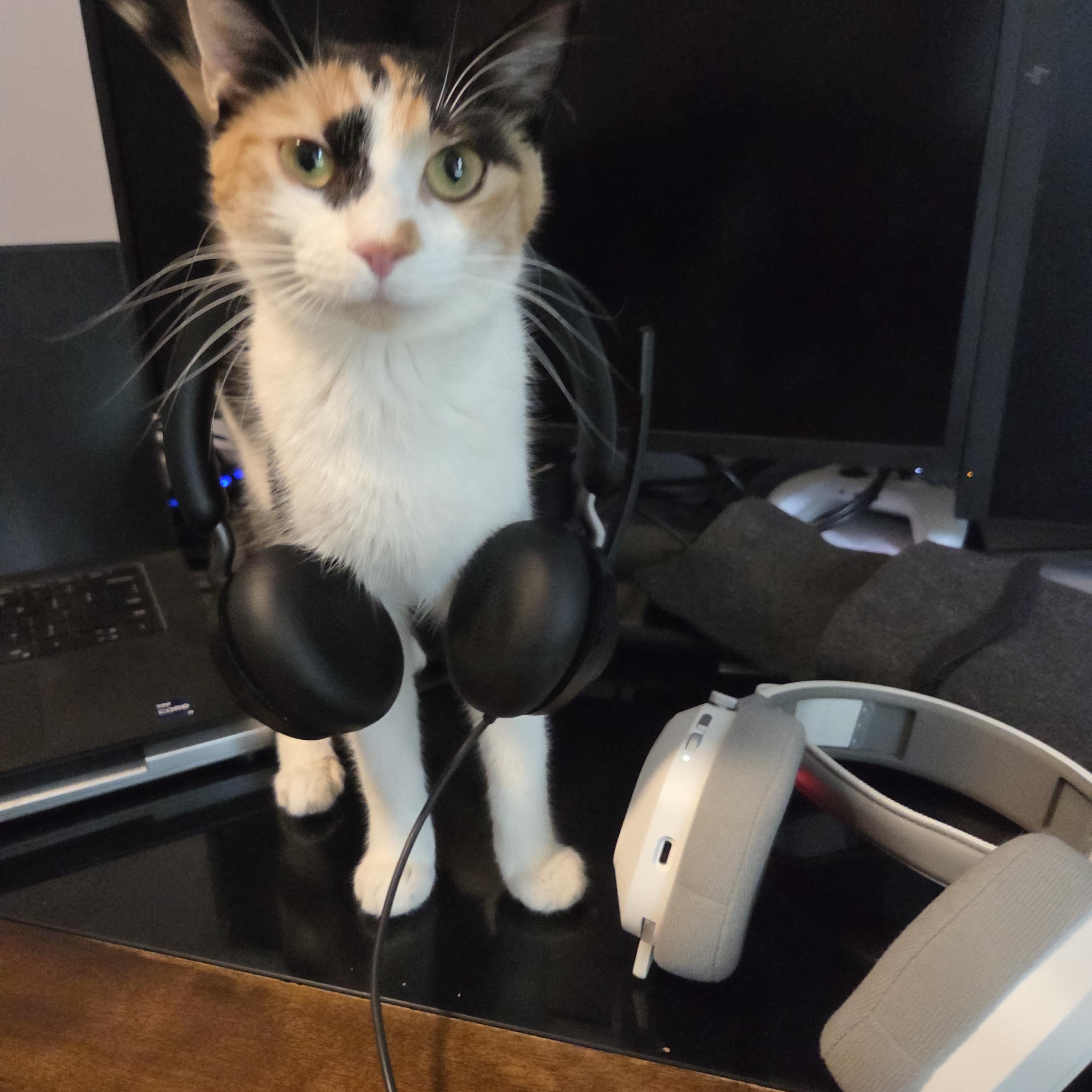 Cardamom, Adult Female Domestic Short Hair