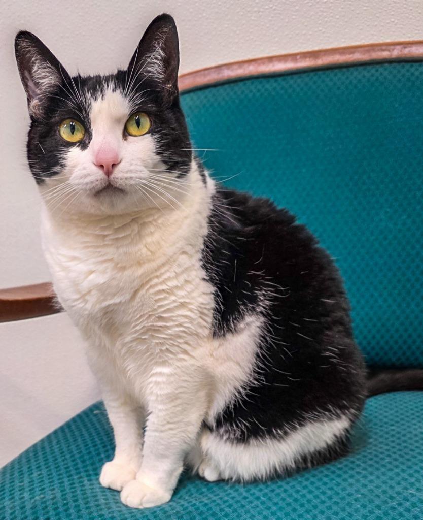 Onnika, Adopted, Adult Female Domestic Short Hair.