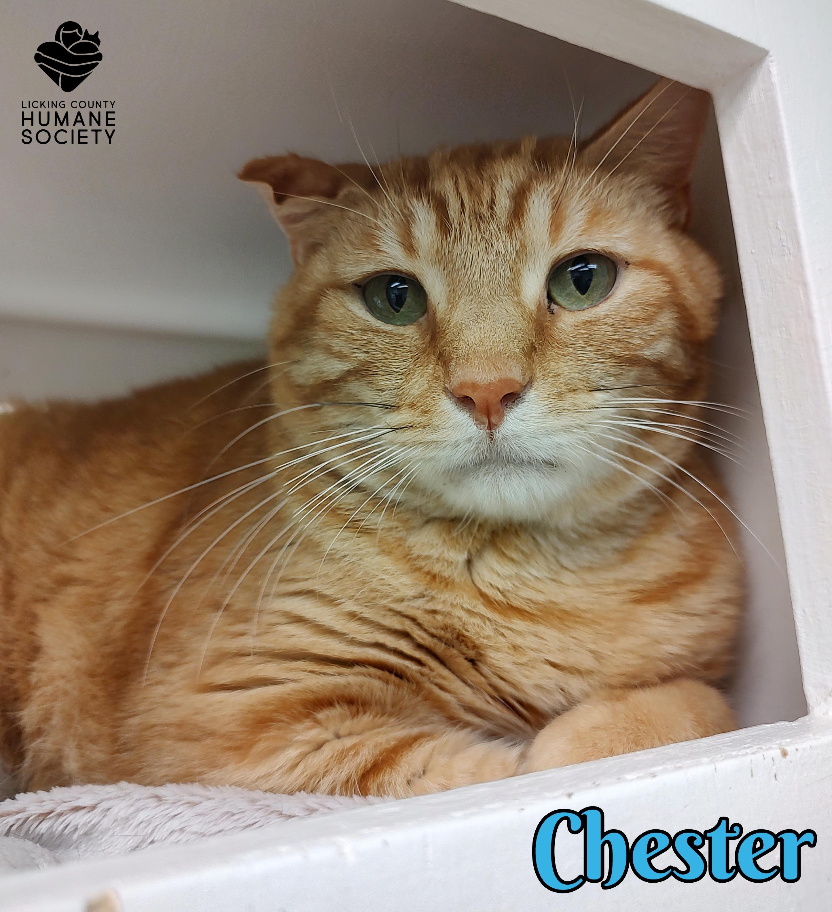 Chester, Adoptable, Adult Male Domestic Short Hair.