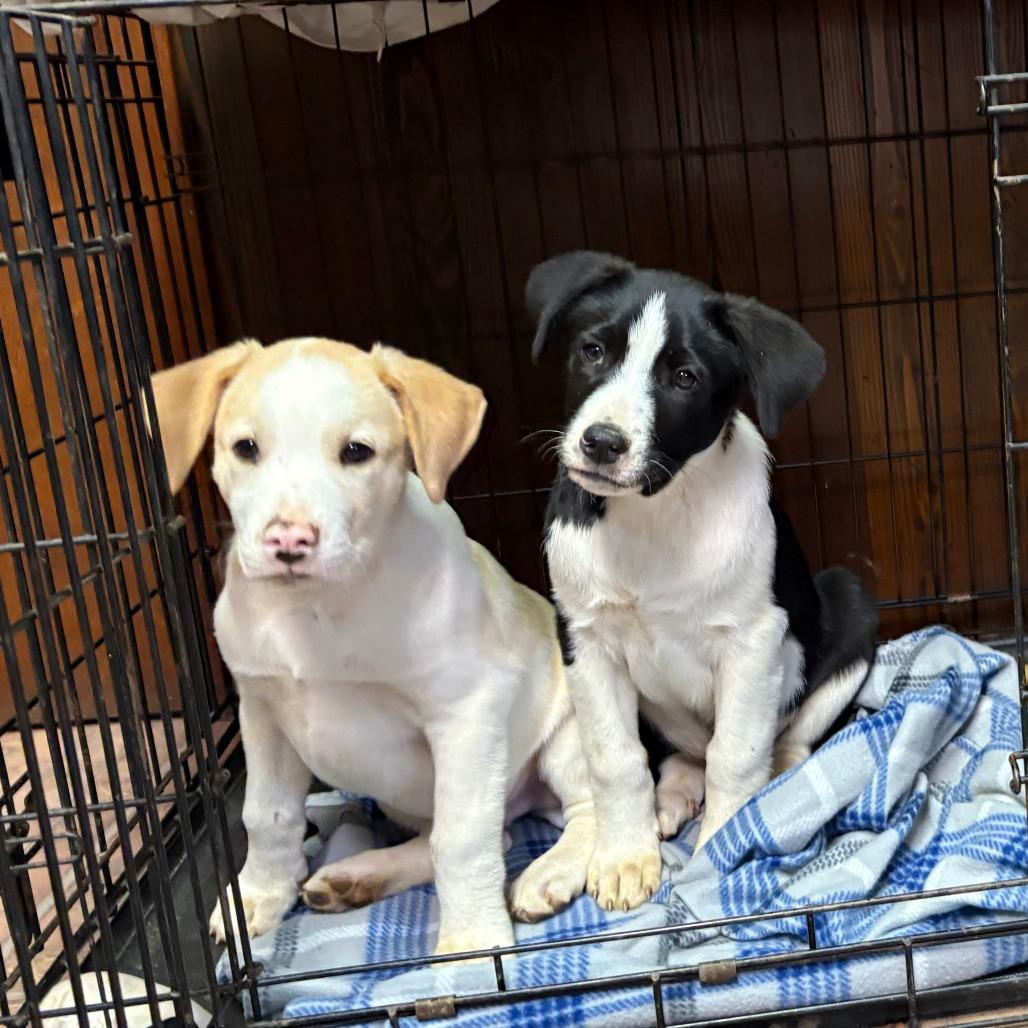 Cosmo — thumbnail 2