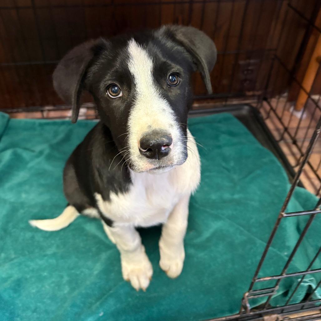 Cosmo — thumbnail 3