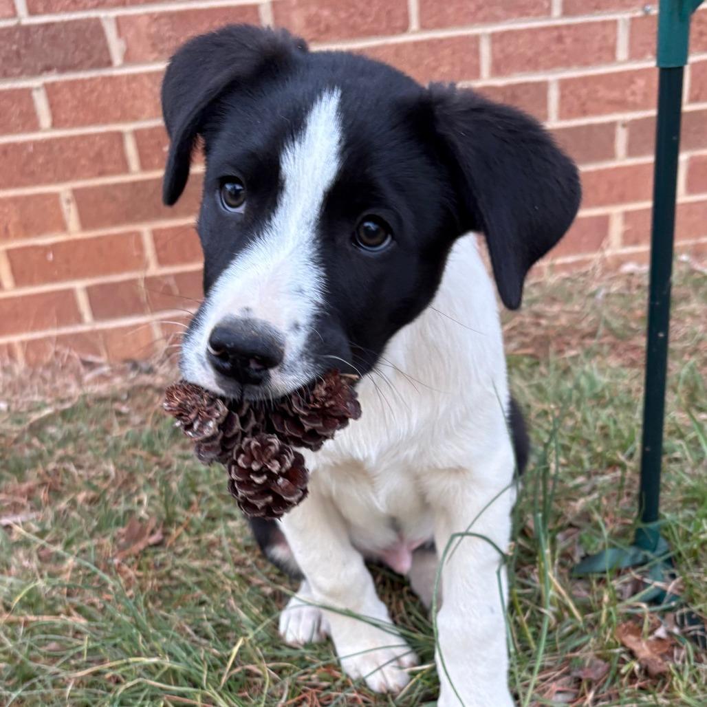 Cosmo — thumbnail 4