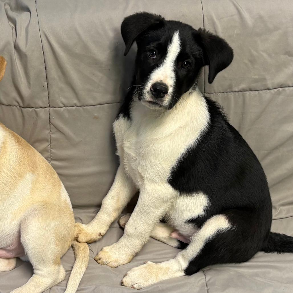 Cosmo — thumbnail 5