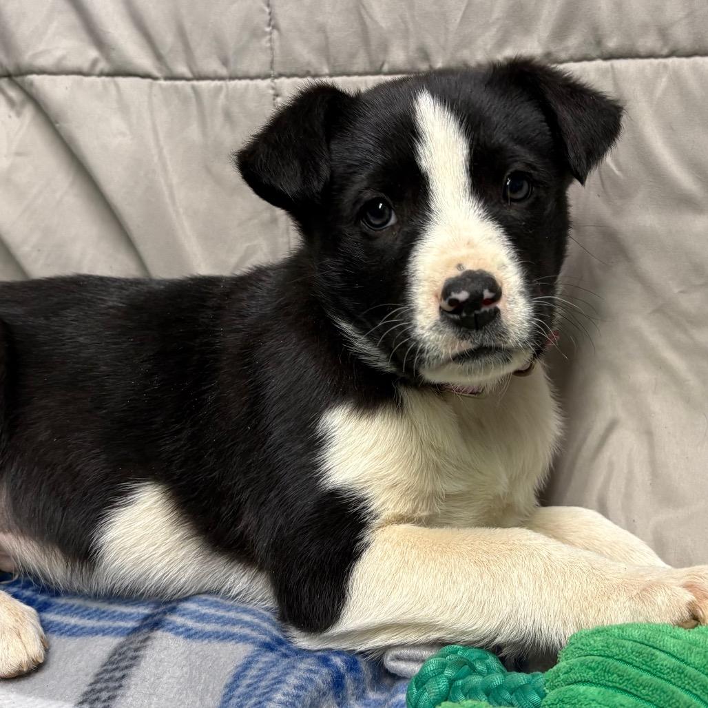 Cosmo — thumbnail 6