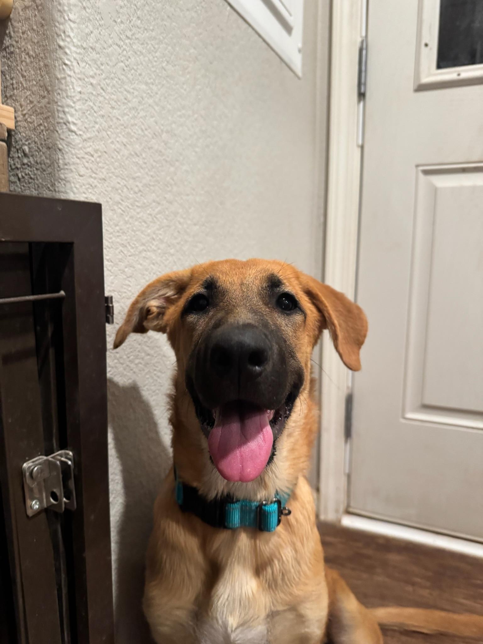 Enlarge Buffy, a ADOPTABLE mixed breed in Tonopah, AZ image 3/3