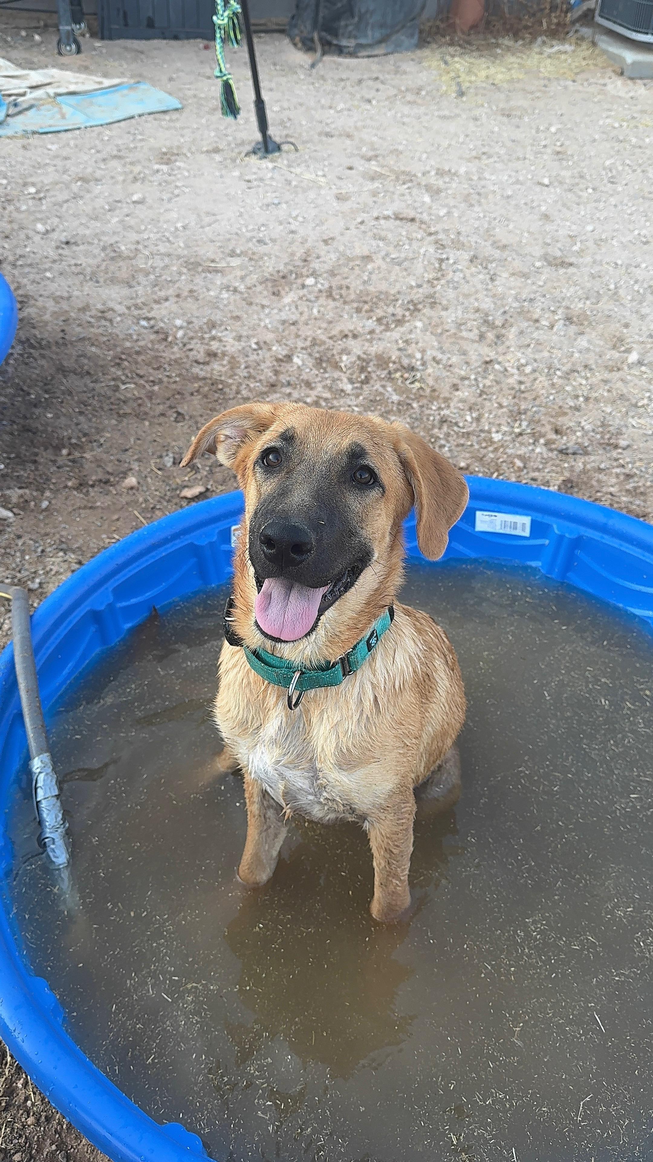 Enlarge Buffy, a ADOPTABLE mixed breed in Tonopah, AZ image 1/3