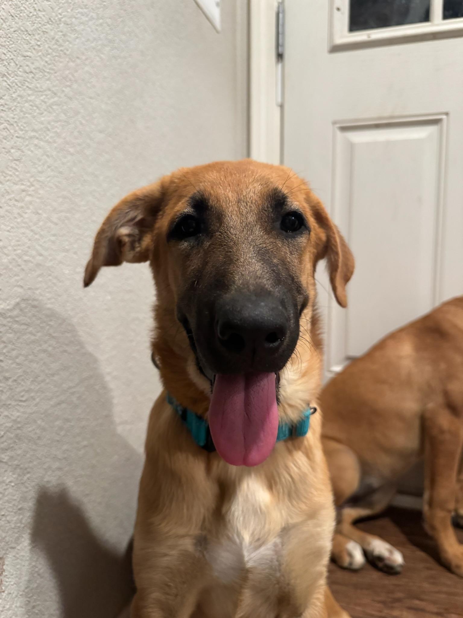 Enlarge Buffy, a ADOPTABLE mixed breed in Tonopah, AZ image 2/3