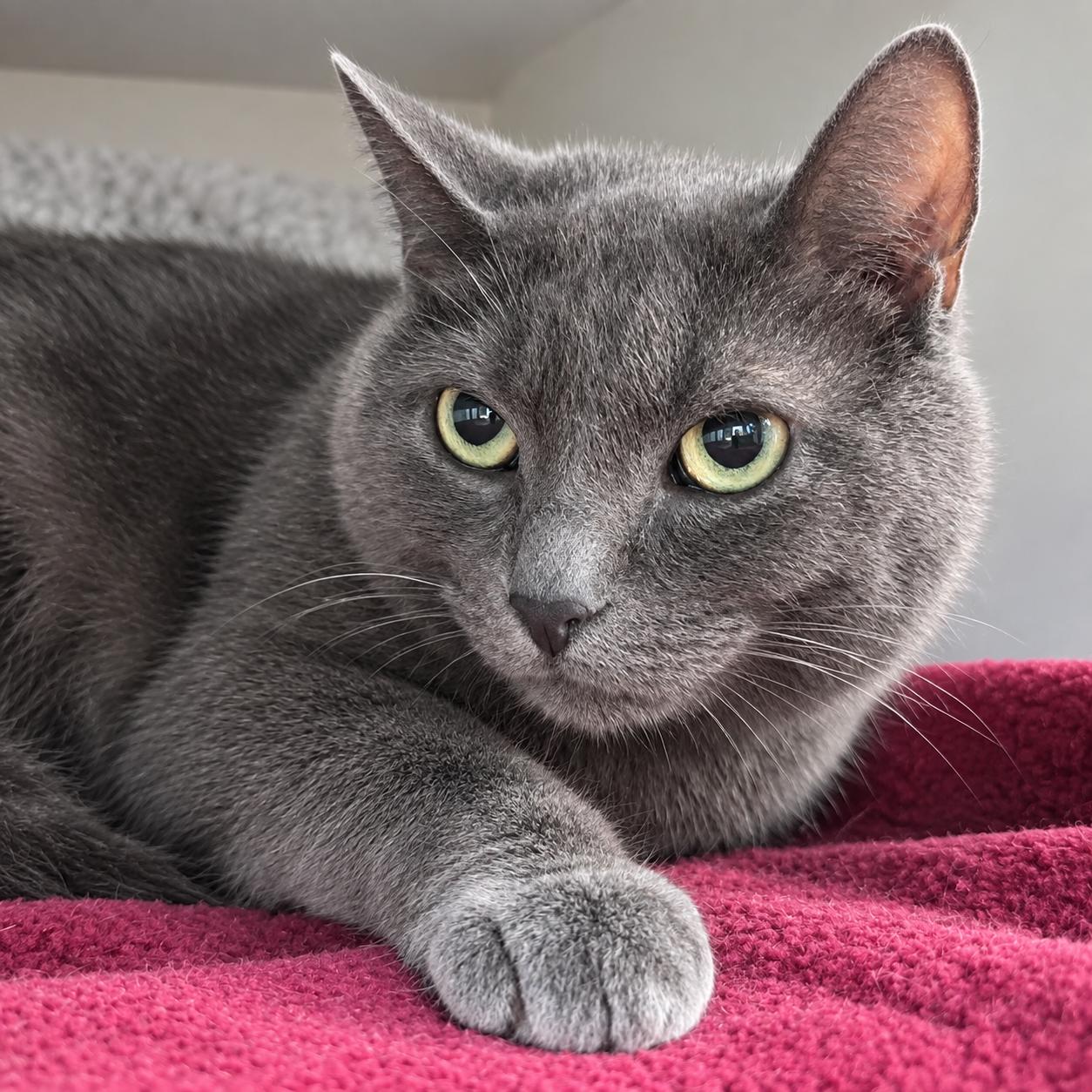 Enlarge STELLA, a Adoptable mixed breed in Tillsonburg, ON image 1/1