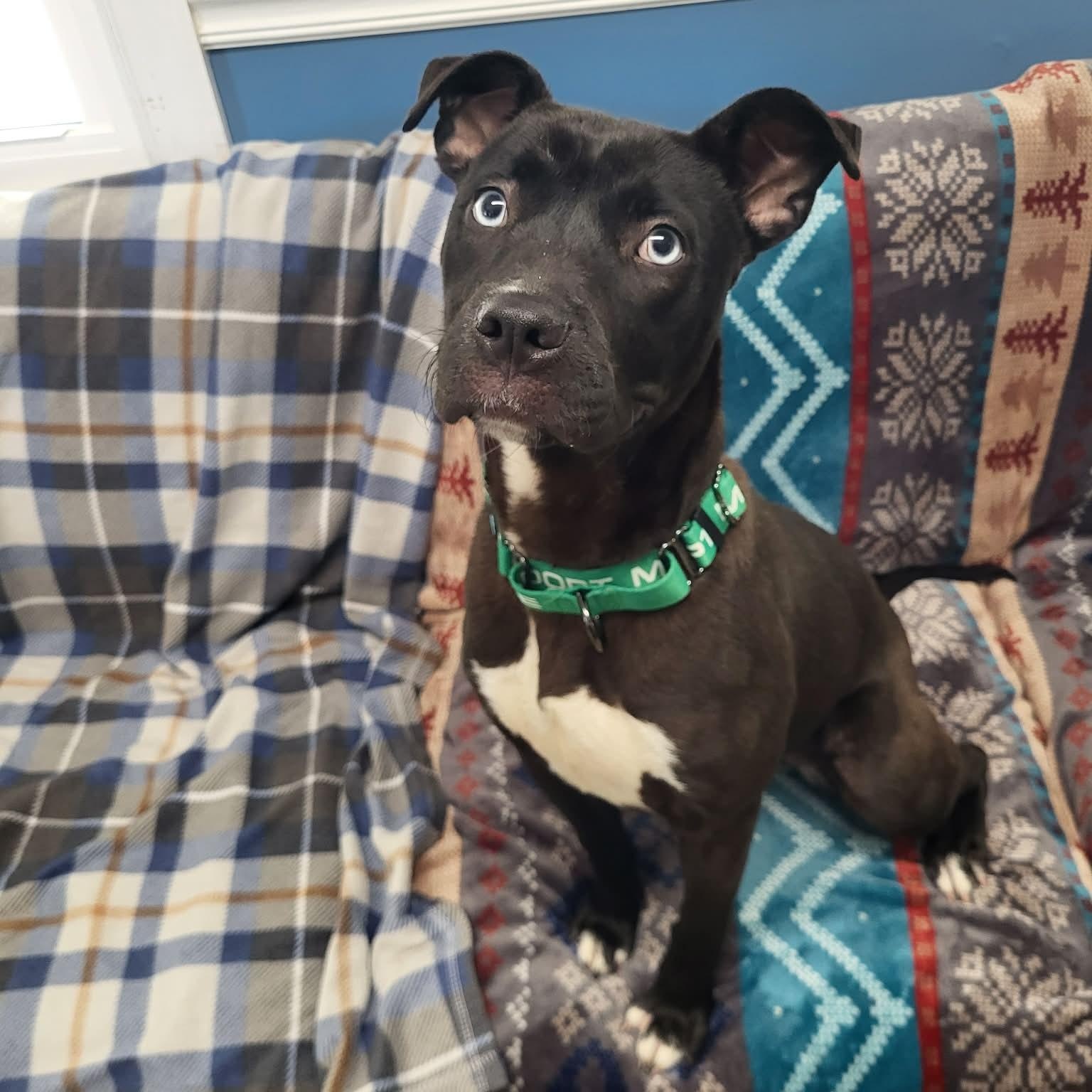 Topaz, a ADOPTABLE mixed breed in Sunderland, MD image 4/6