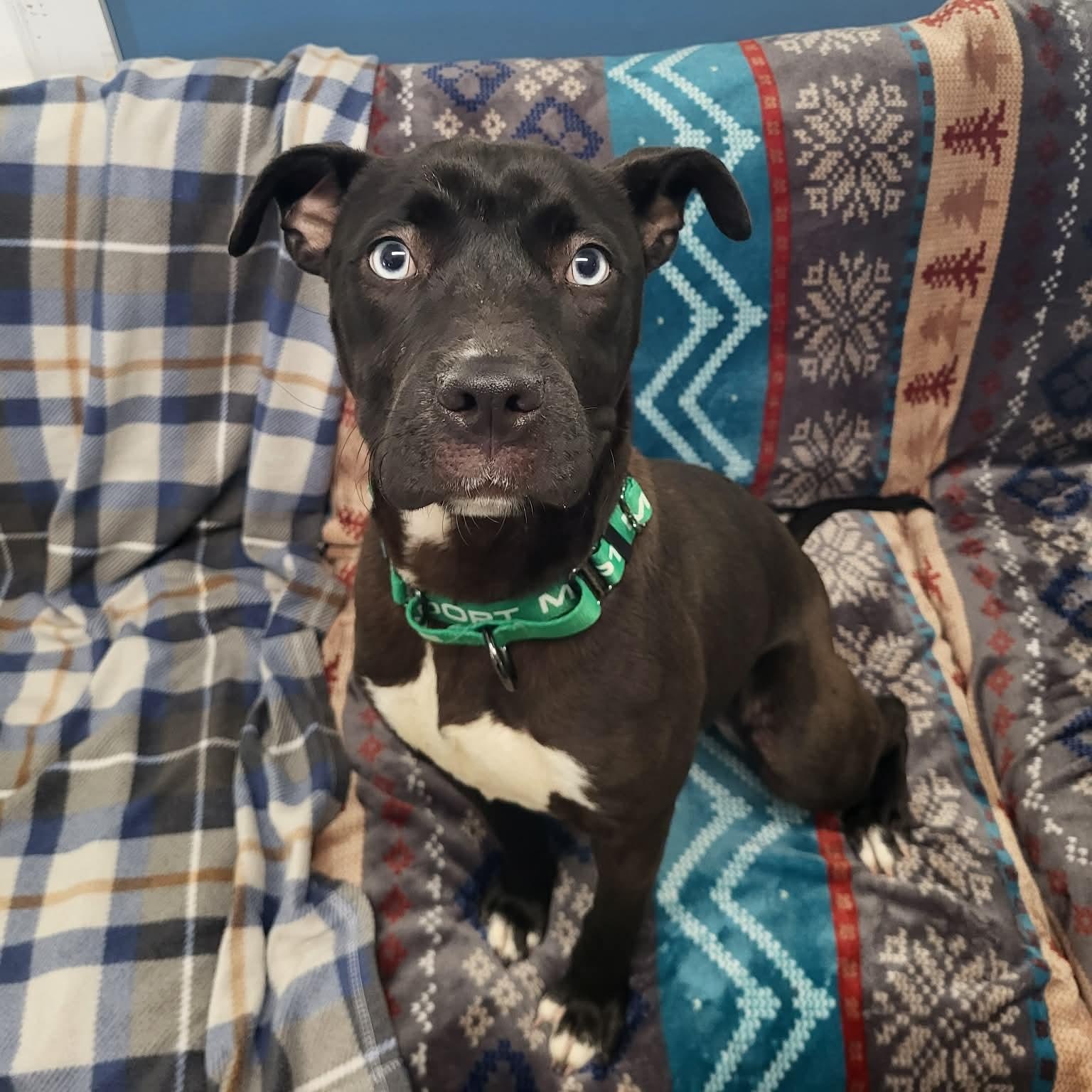 Topaz, a ADOPTABLE mixed breed in Sunderland, MD image 3/6