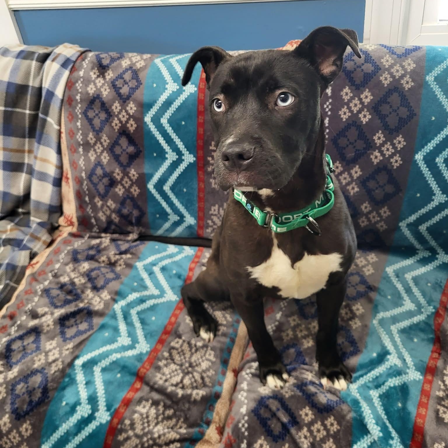 Topaz, a ADOPTABLE mixed breed in Sunderland, MD image 6/6