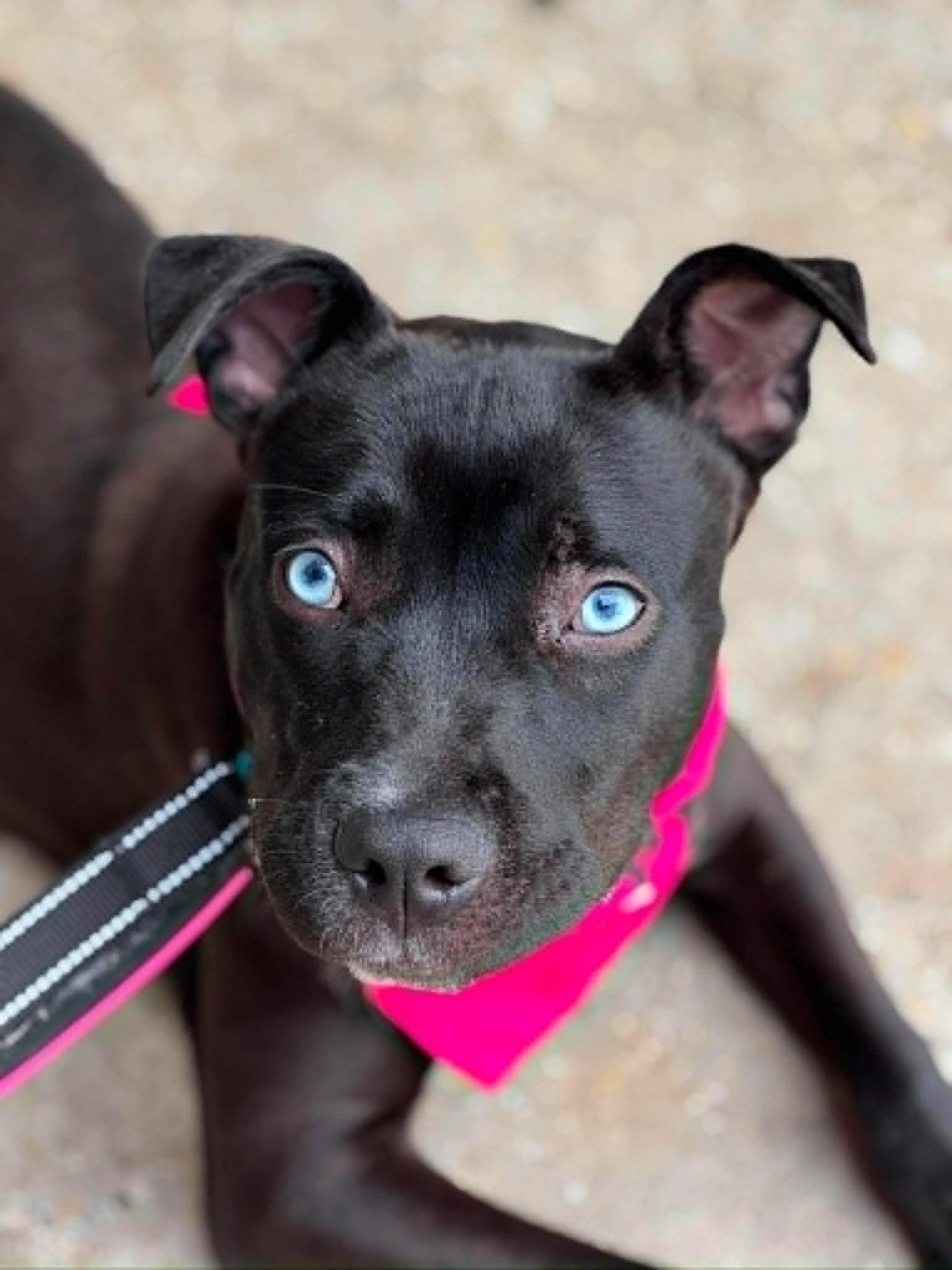 Topaz, a ADOPTABLE mixed breed in Sunderland, MD image 2/6