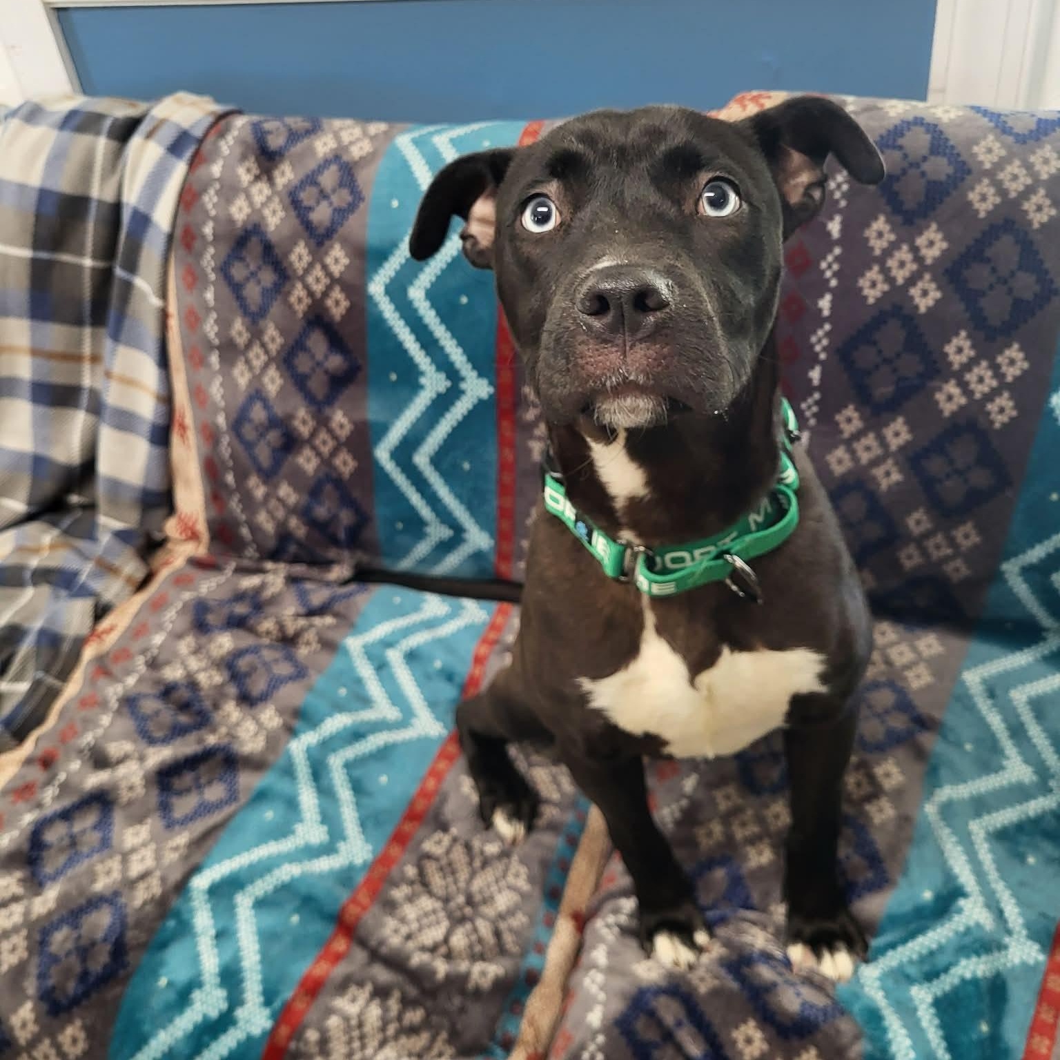 Topaz, a ADOPTABLE mixed breed in Sunderland, MD image 5/6