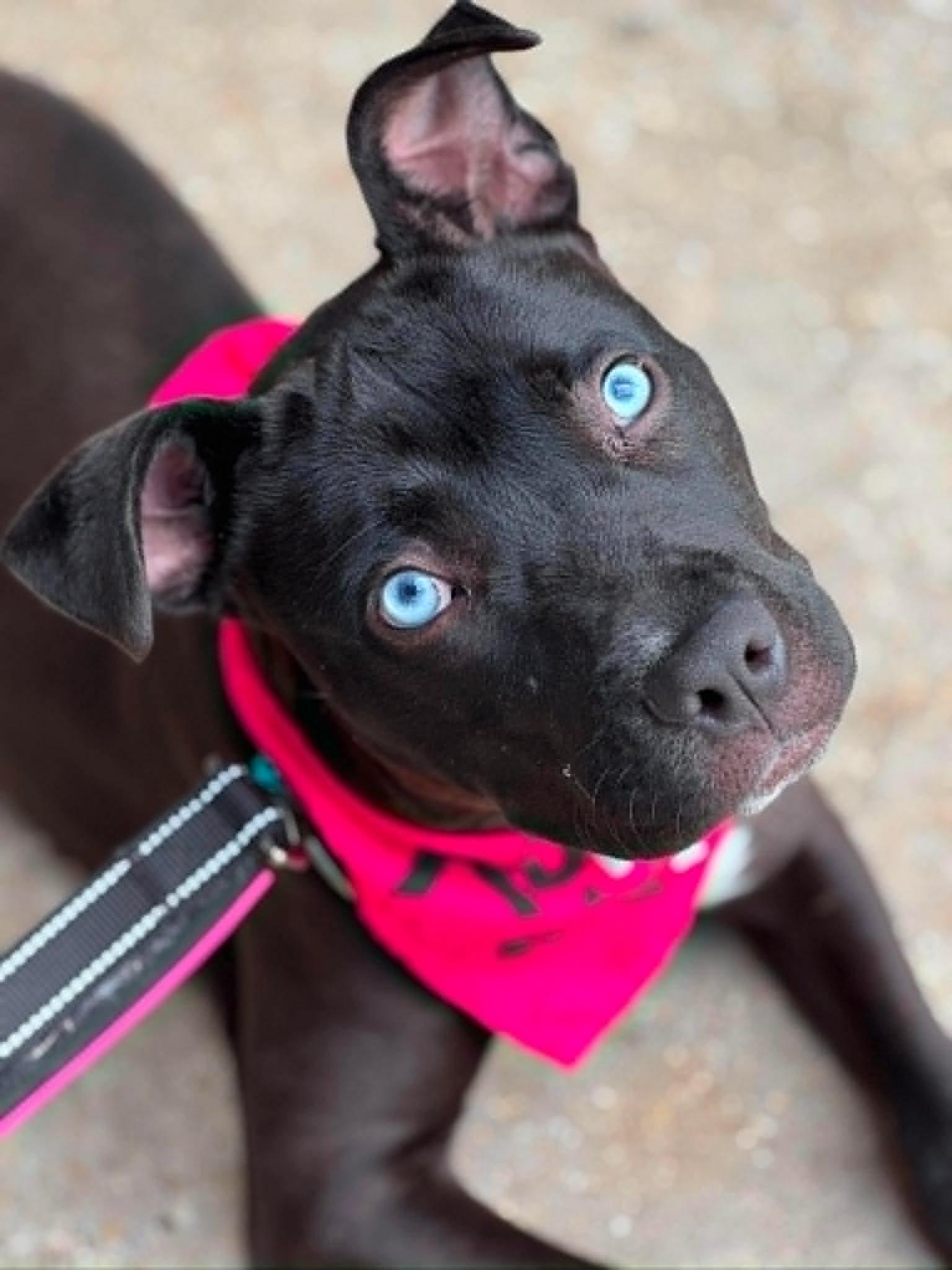 Topaz, ADOPTABLE, Young Female Mixed Breed.
