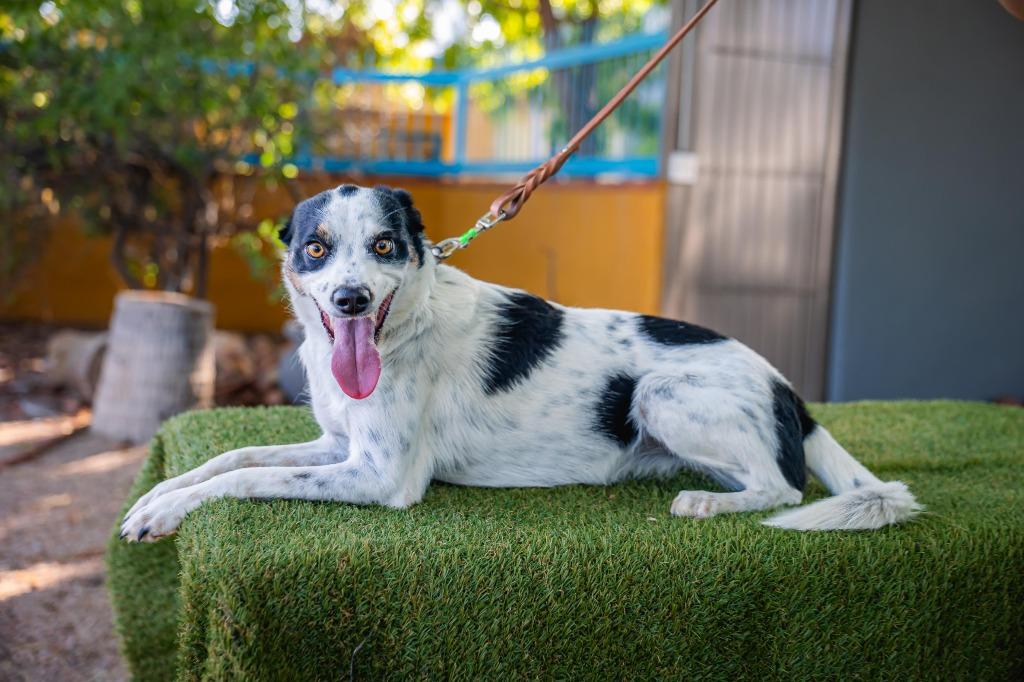 Cookie, Adoptable, Young Female Border Collie & Australian Shepherd.