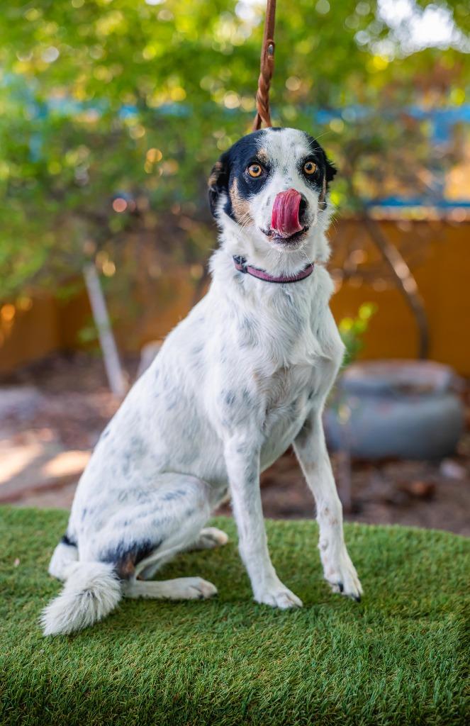 Enlarge Cookie, a Adoptable mixed breed in Anacortes, WA image 3/6