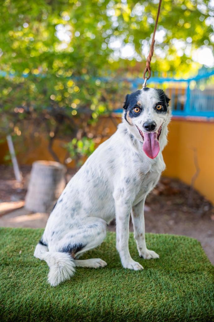 Enlarge Cookie, a Adoptable mixed breed in Anacortes, WA image 4/6