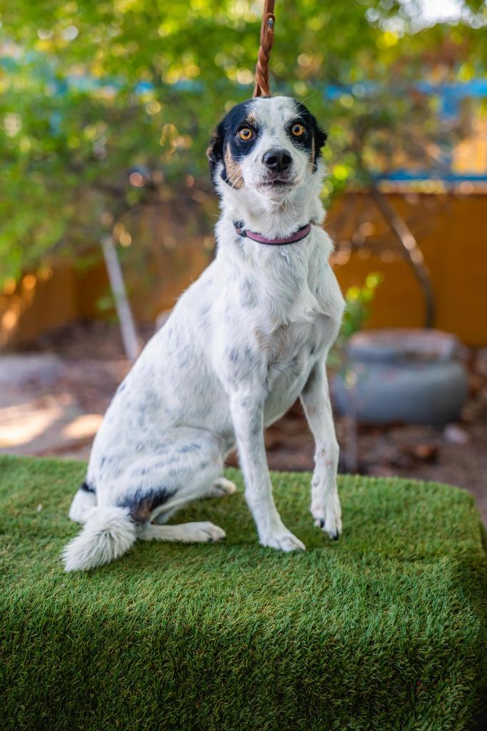 Enlarge Cookie, a Adoptable mixed breed in Anacortes, WA image 5/6