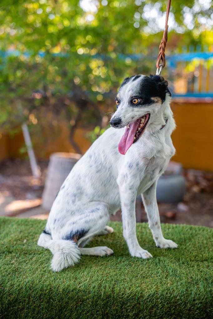 Enlarge Cookie, a Adoptable mixed breed in Anacortes, WA image 6/6