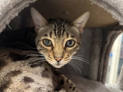 Benny, Adoptable, Senior Male Bengal & Domestic Short Hair.