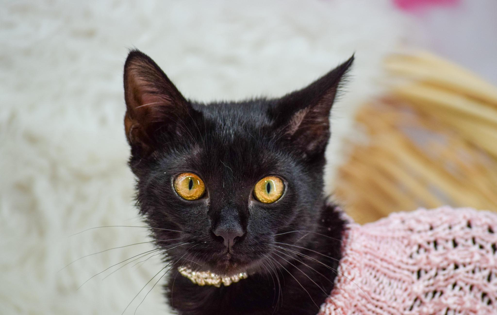 Inkypaws