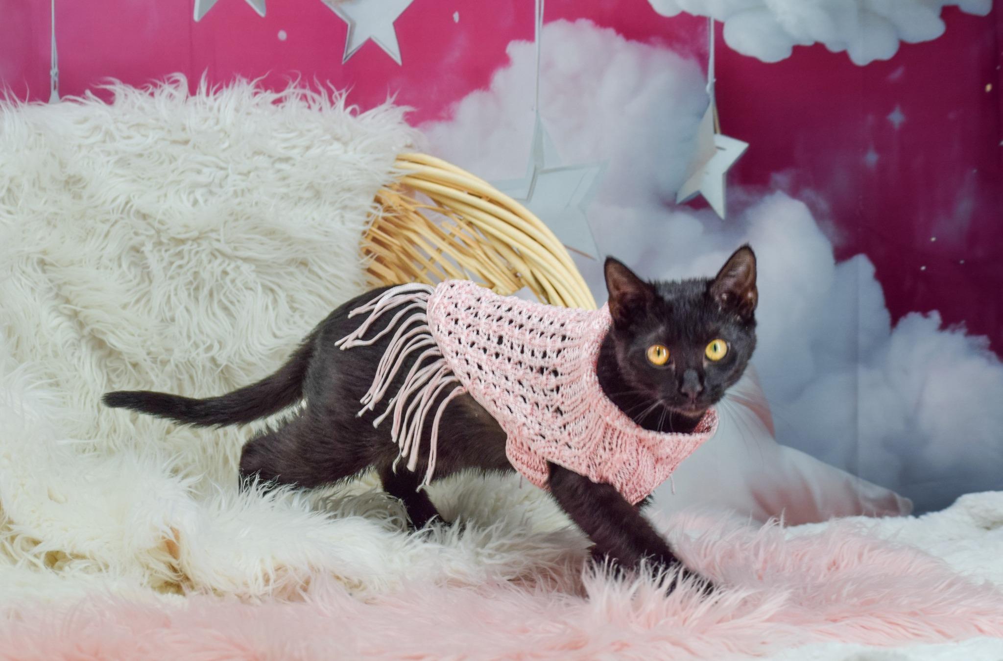 Inkypaws