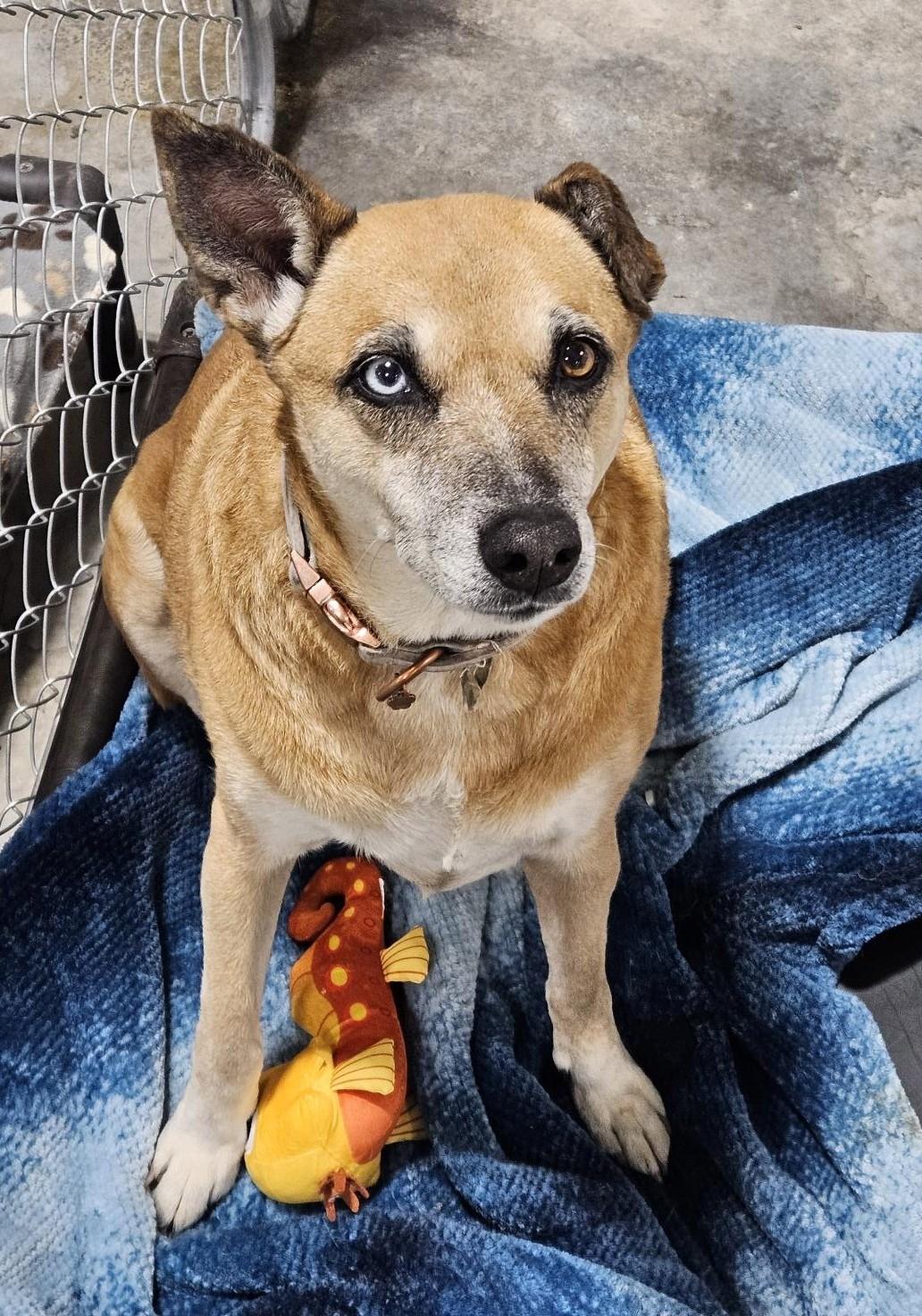 Enlarge Hazel, an adopted mixed breed in Billings, MT image 1/1