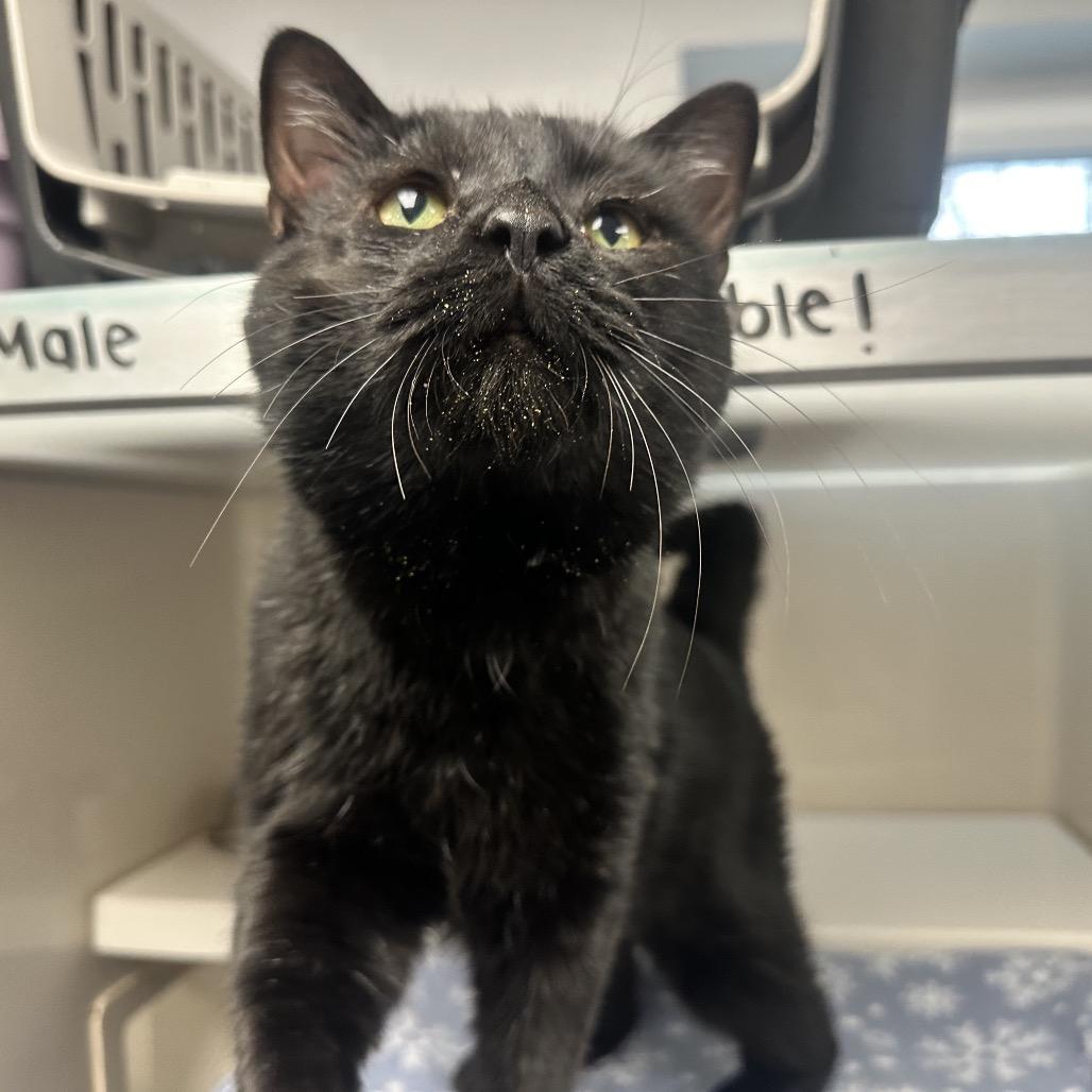 Toebias, Adoptable, Adult Male Domestic Short Hair.