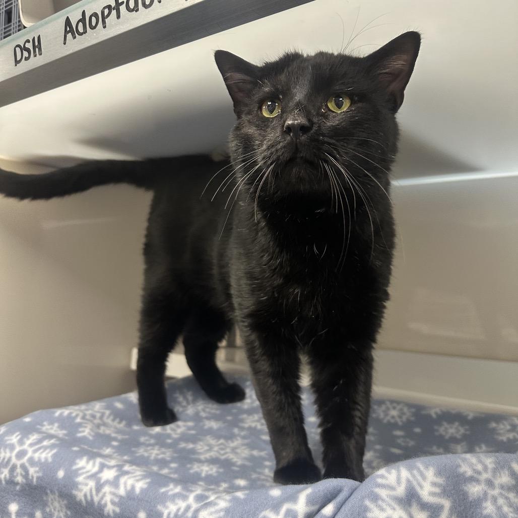 Enlarge Toebias, a Adoptable Domestic Short Hair in Watertown, NY image 2/5