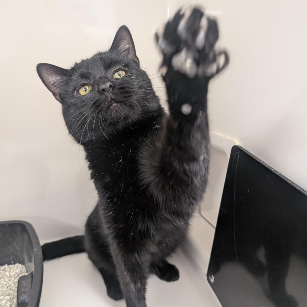 Enlarge Toebias, a Adoptable Domestic Short Hair in Watertown, NY image 3/5