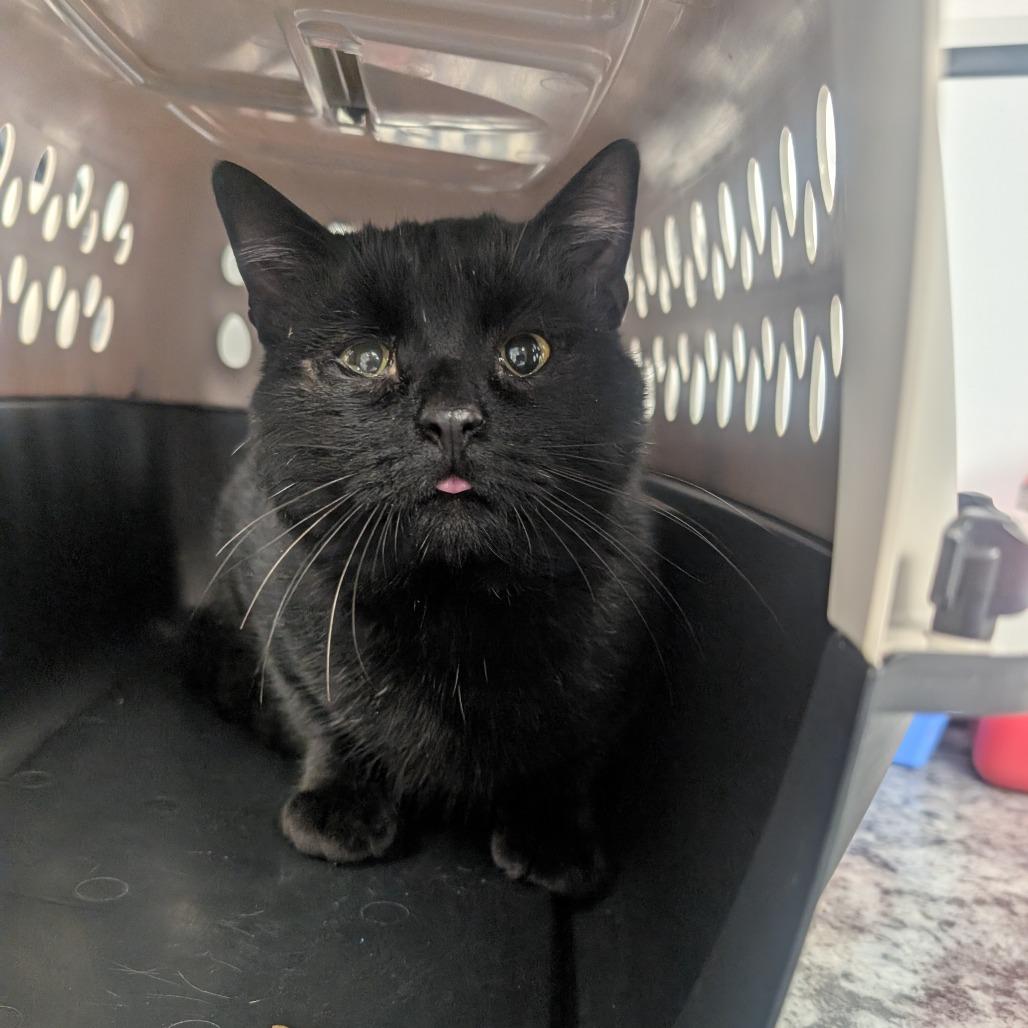 Enlarge Toebias, a Adoptable Domestic Short Hair in Watertown, NY image 1/1