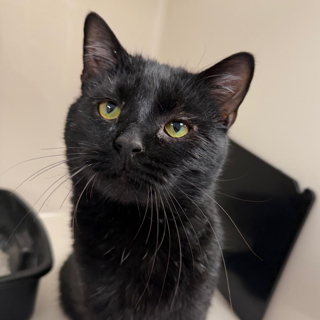 Enlarge Toebias, a Adoptable Domestic Short Hair in Watertown, NY image 5/5