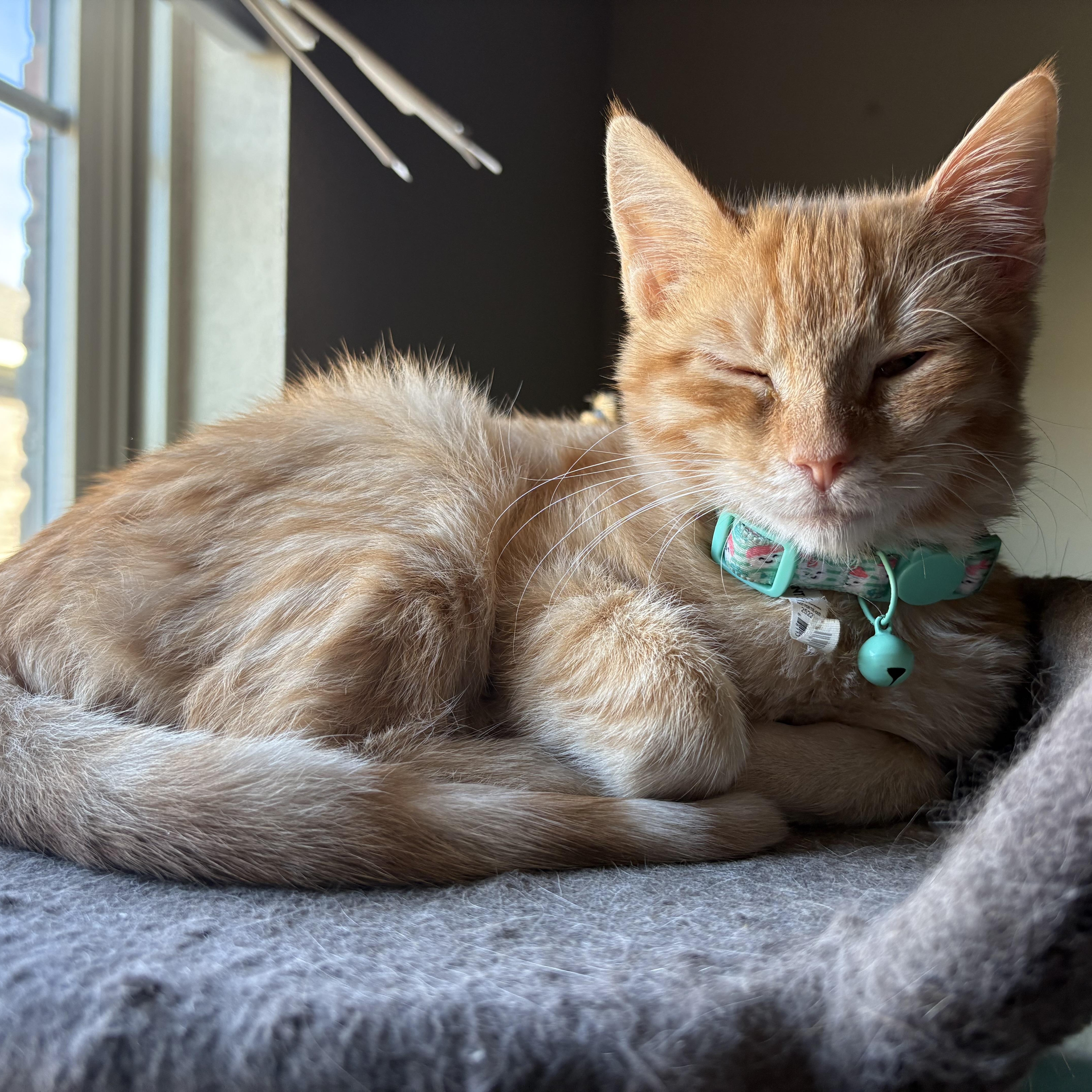 Enlarge Ariel, an adopted American Shorthair in Colcord, OK image 3/5