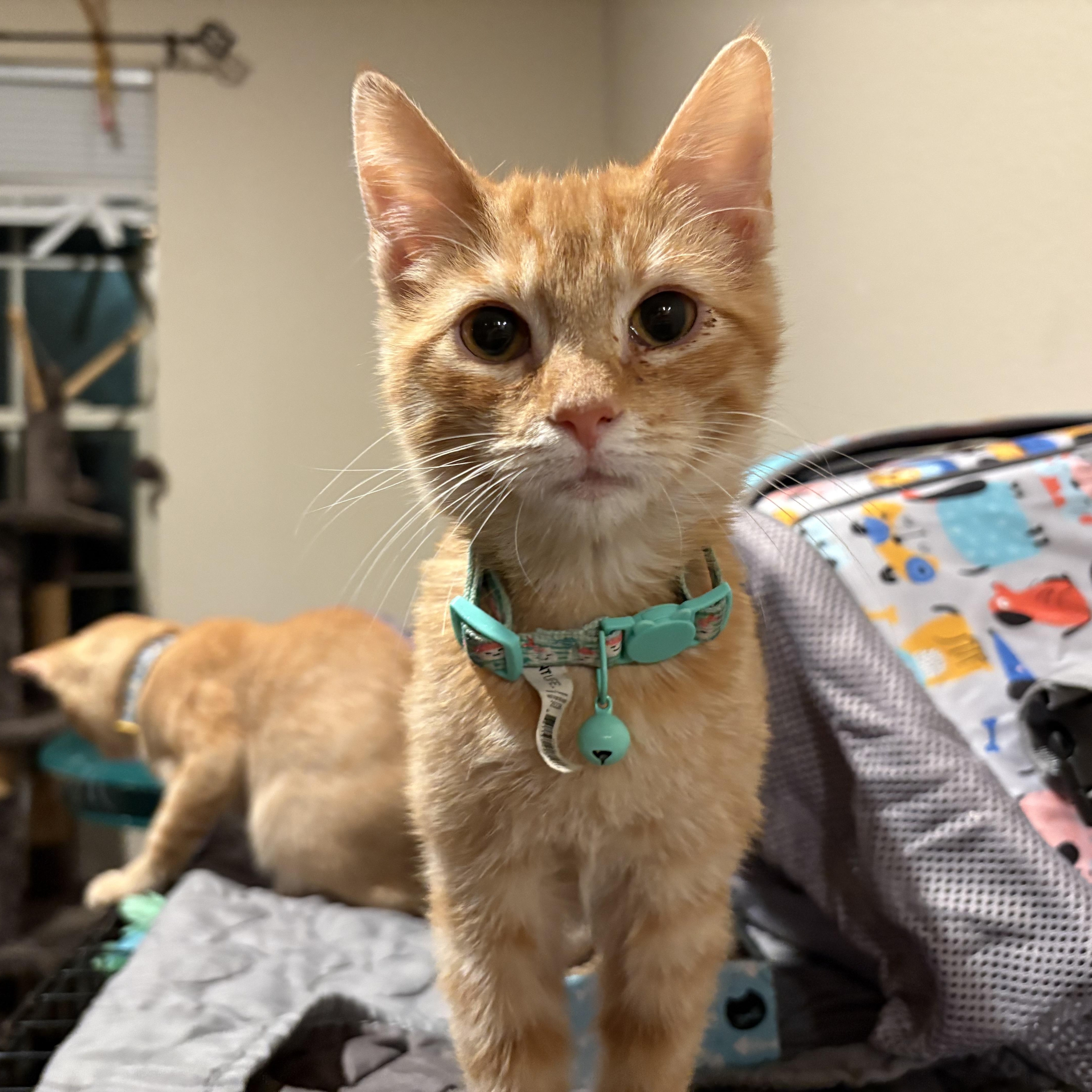 Ariel, Adoptable, Young Female American Shorthair.