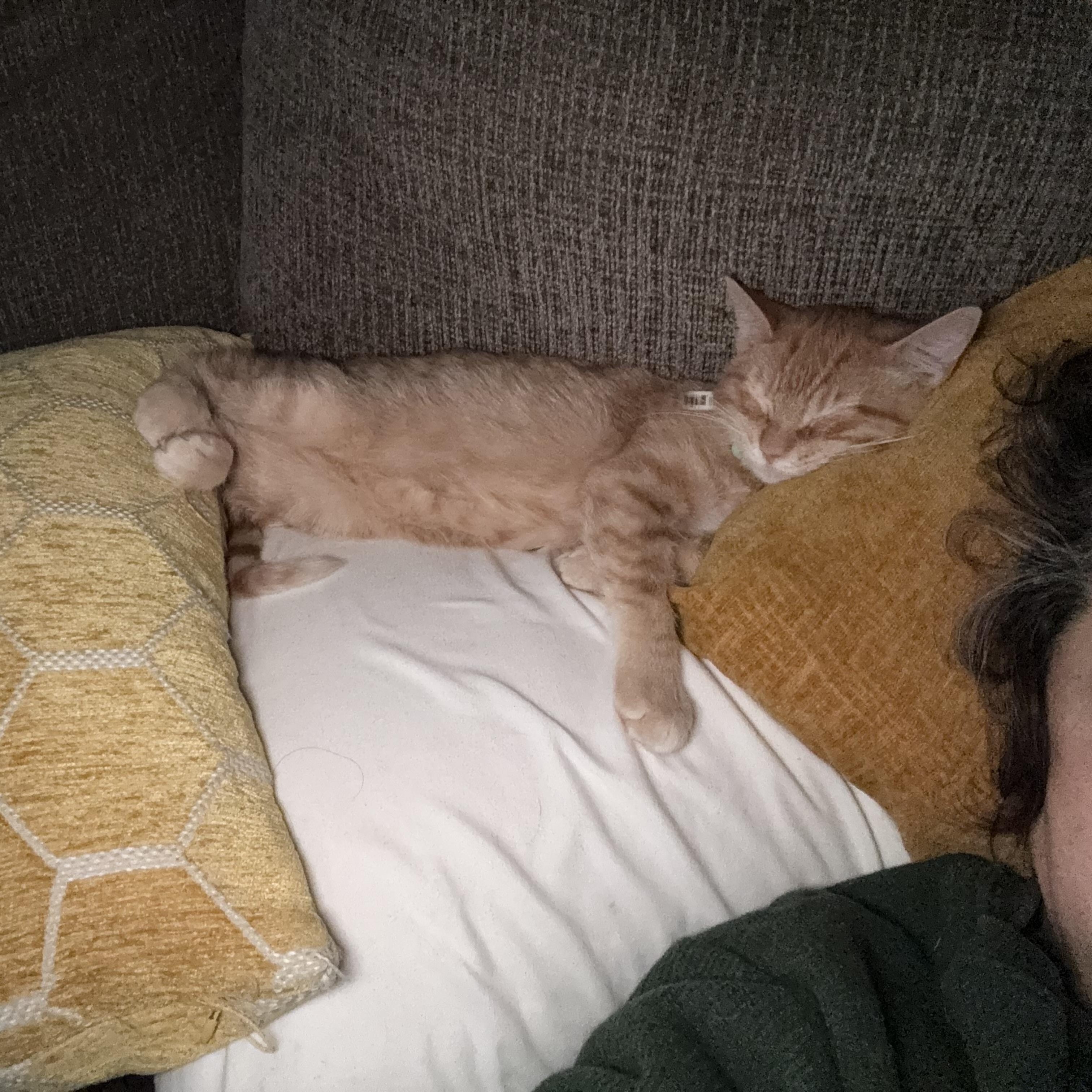 Enlarge Ariel, an adopted American Shorthair in Colcord, OK image 2/5