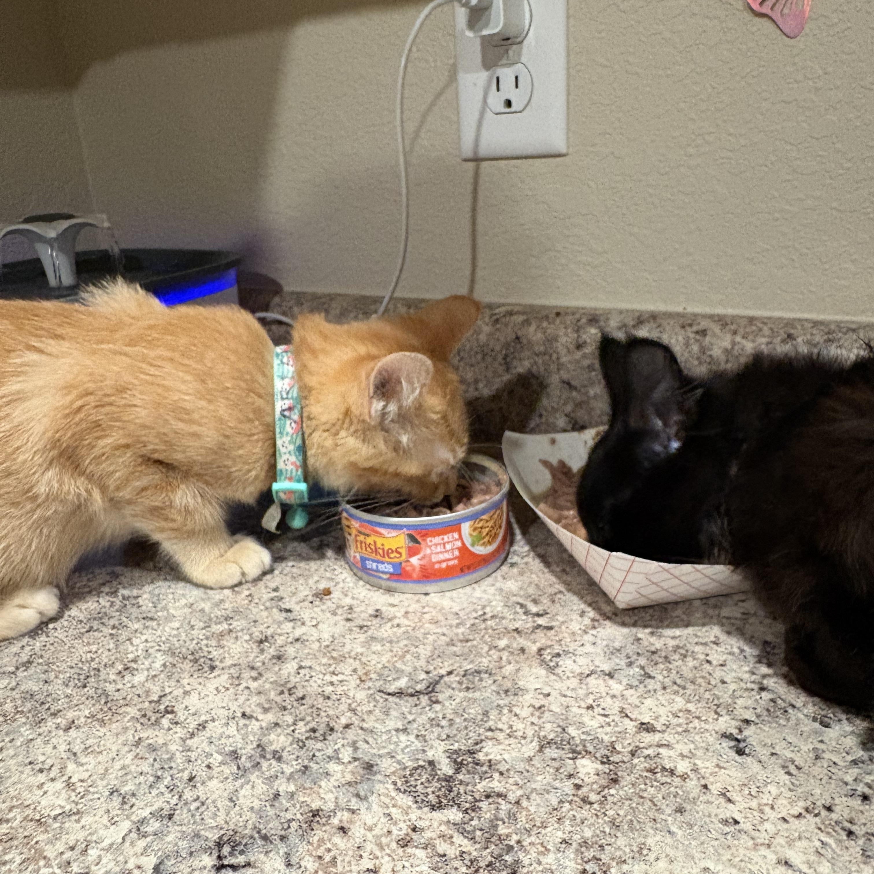 Enlarge Ariel, an adopted American Shorthair in Colcord, OK image 4/5