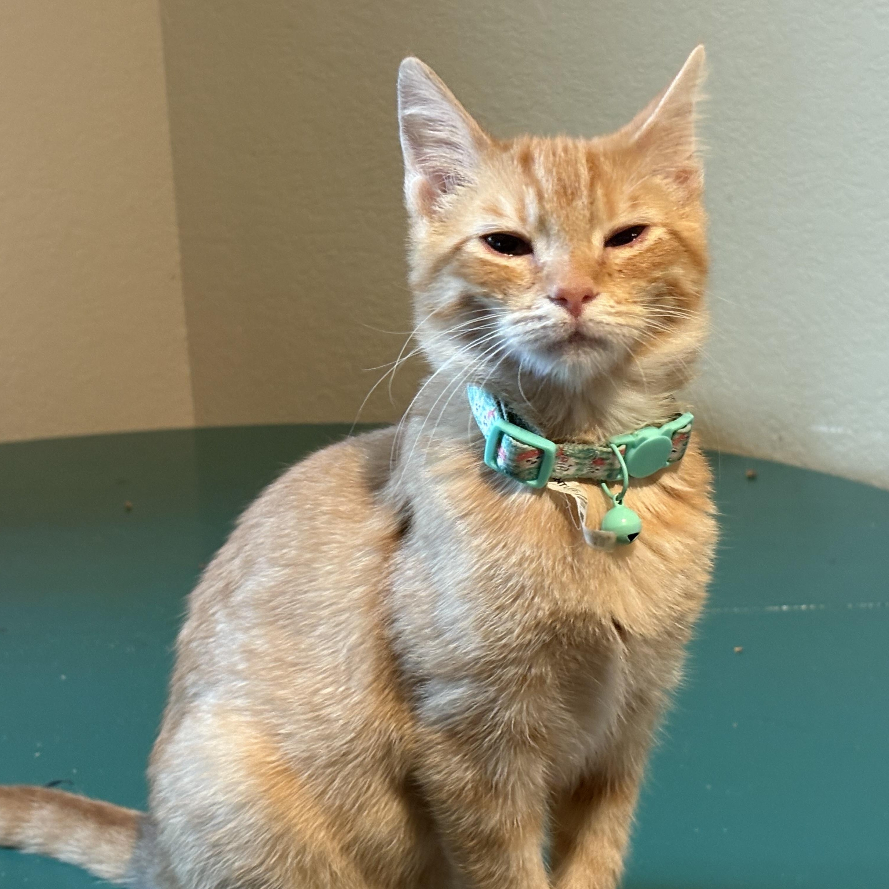 Enlarge Ariel, an adopted American Shorthair in Colcord, OK image 5/5