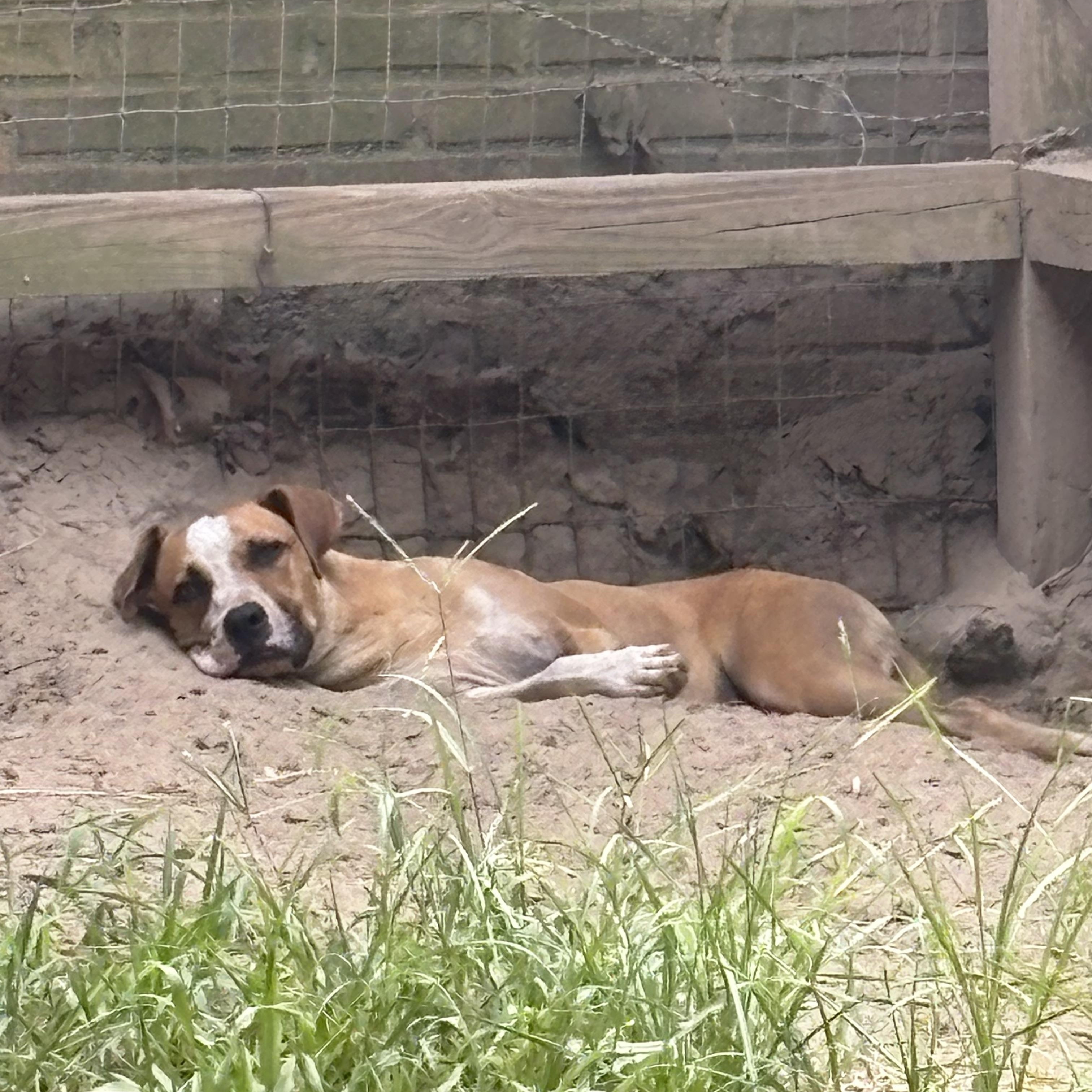 Enlarge Dylan, a Adoptable mixed breed in Orangeburg, SC image 3/4