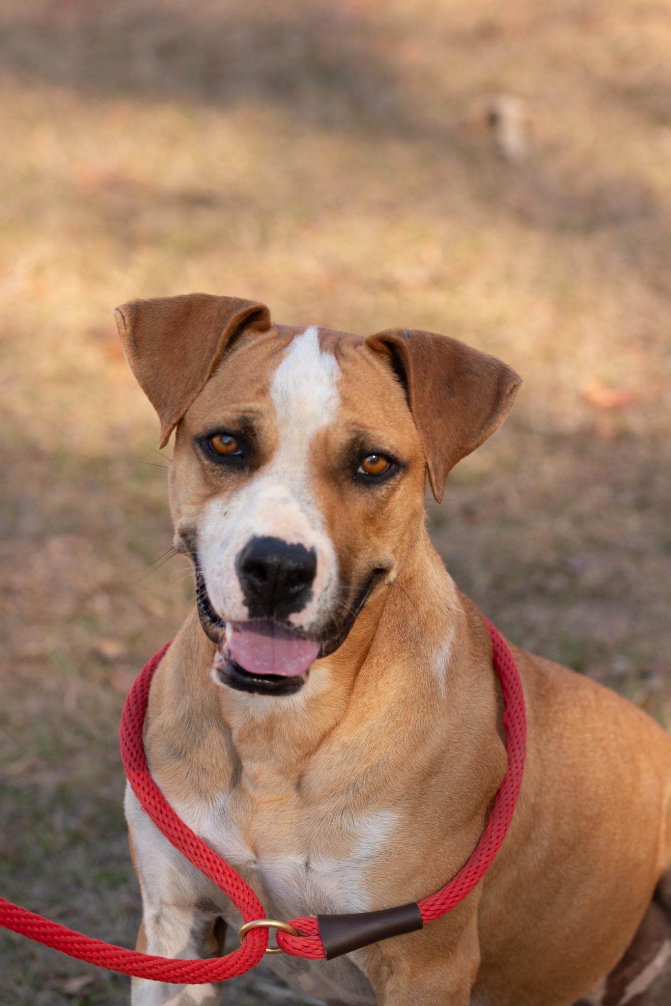 Dylan, Young Female Terrier