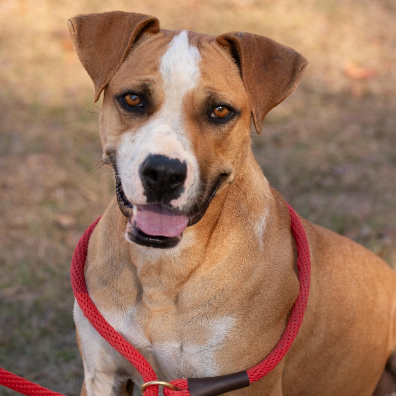 Enlarge Dylan, a Adoptable mixed breed in Orangeburg, SC image 1/4