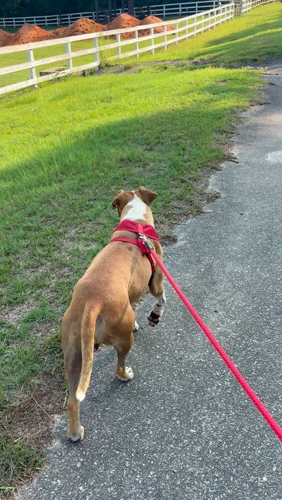Enlarge Dylan, a Adoptable mixed breed in Orangeburg, SC video 2/4