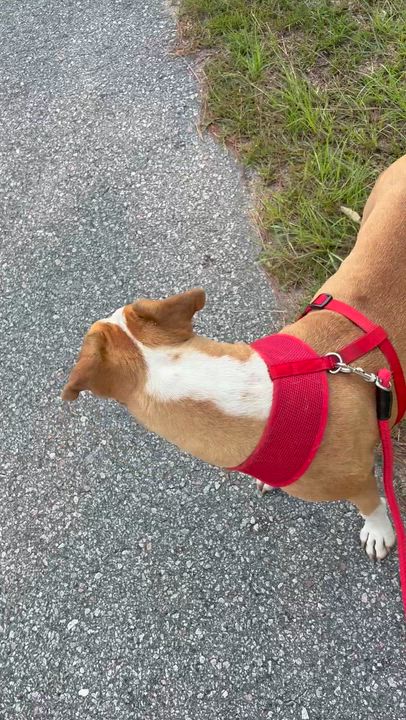 Enlarge Dylan, a Adoptable mixed breed in Orangeburg, SC video 4/4