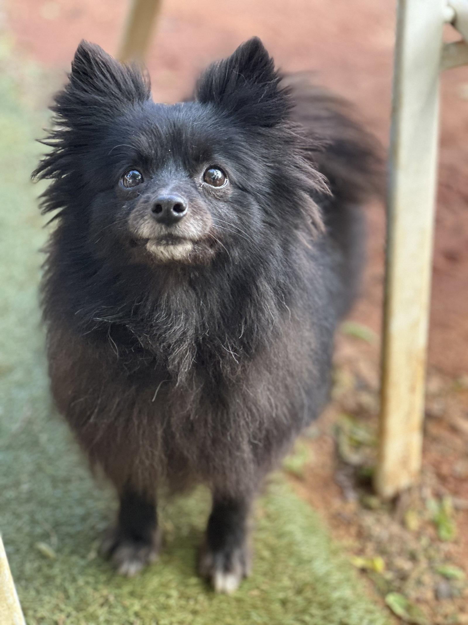 Sasha, Adopted, Young Female Pomeranian.