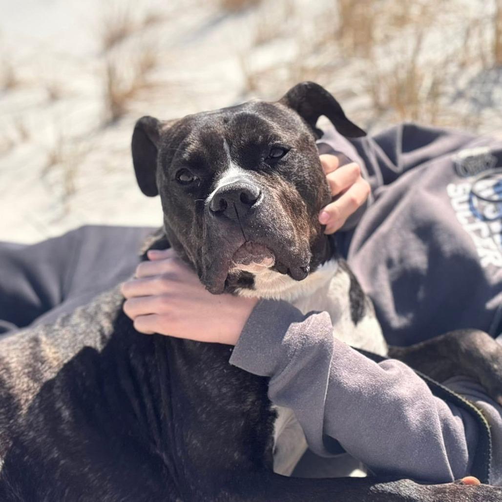 Cheetah, Adoptable, Adult Female Pit Bull Terrier & American Staffordshire Terrier.