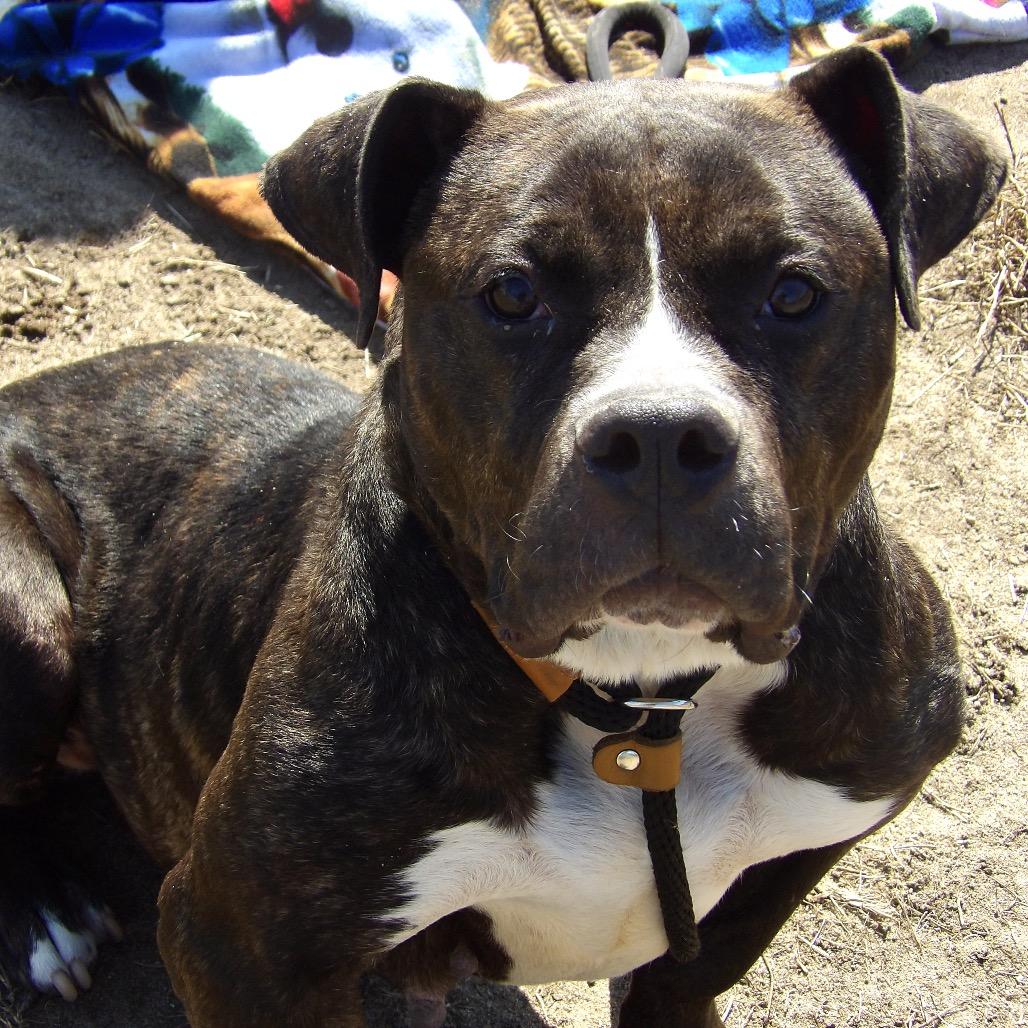 Enlarge Cheetah, a Adoptable mixed breed in Vineland, NJ image 2/4