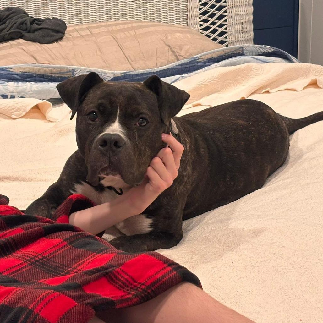 Enlarge Cheetah, a Adoptable mixed breed in Vineland, NJ image 3/4