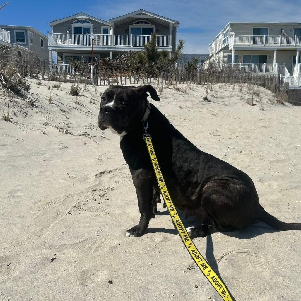 Enlarge Cheetah, a Adoptable mixed breed in Vineland, NJ image 4/4