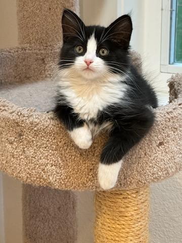 Pippy