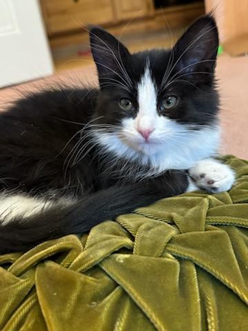 Pippy